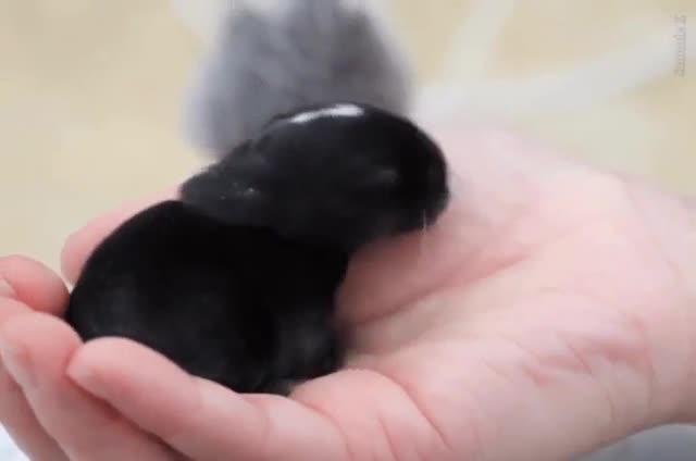 Newborn Baby Bunny