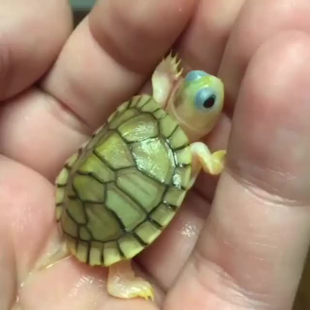 Tiny turtle