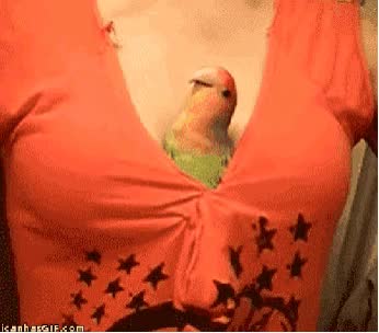 tits gif