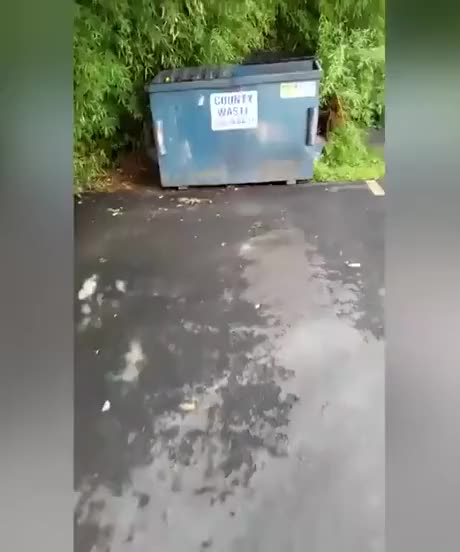 Helping out a family of raccoons