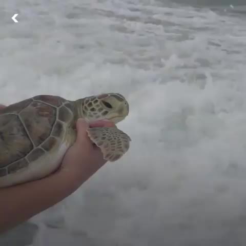 Kernel the turtle is being release into the sea.