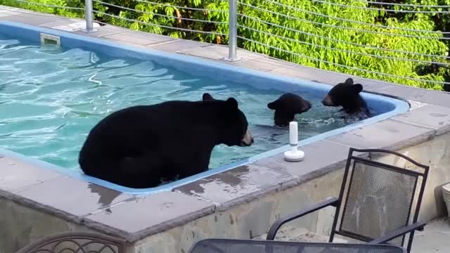 pool hopping bears