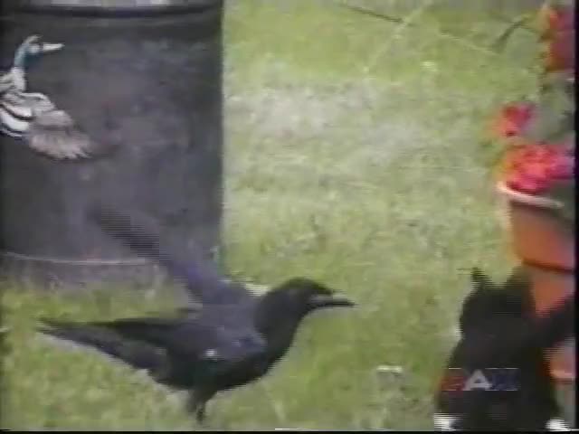 Crow feeds and befriends stray kitten, couple films the unlikely pair's friendship