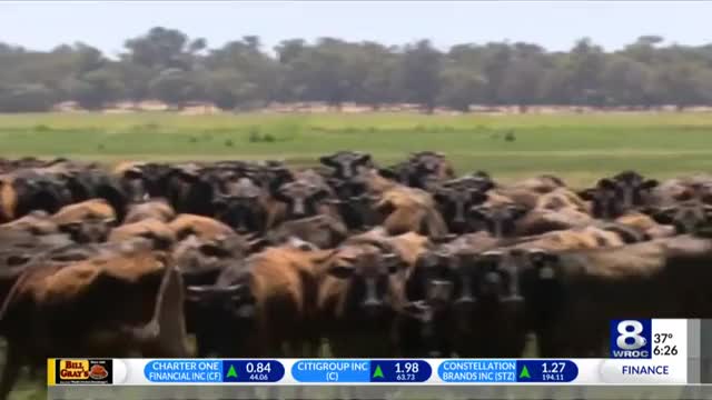 This massive cow stands over 6 ft tall