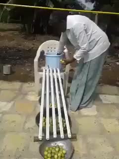 Indian farmer sorts limes by their size