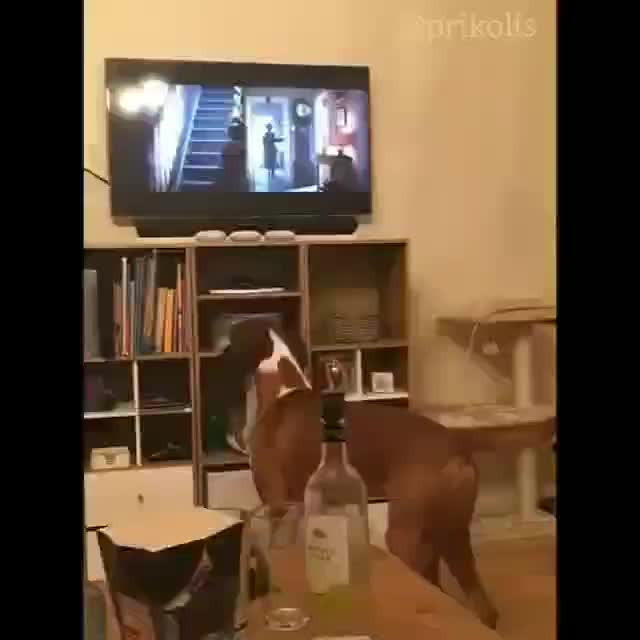 barkour