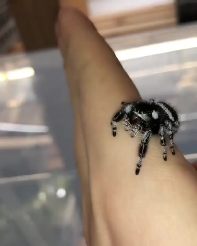 Adorable Regal Jumping Spider