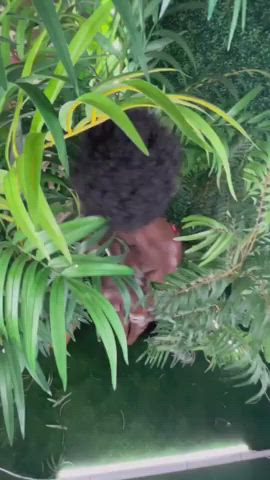 african afro amateur thick gif