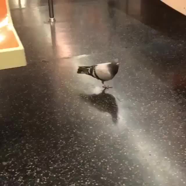 Drunkbirb