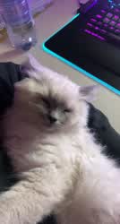 Cuddle Kitty Work gif