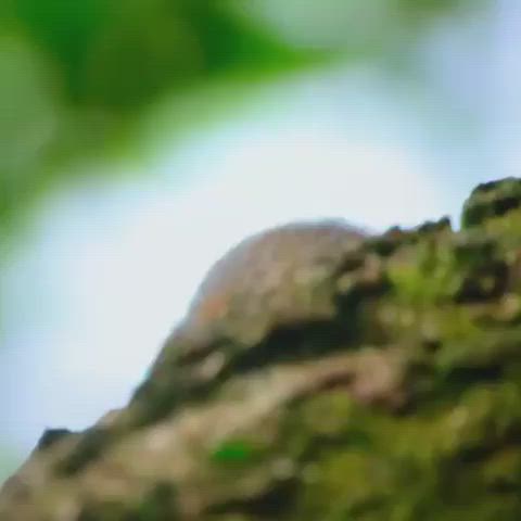 🔥 A tamarin playing with a leaf insect.