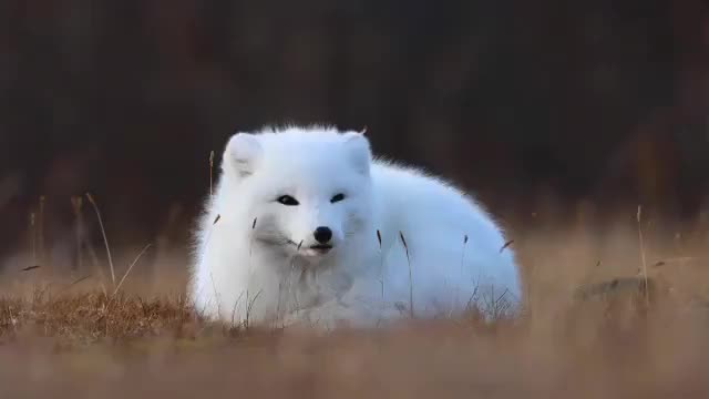 ? A sleepy Arctic Fox yawning, Svalbard Norway ?