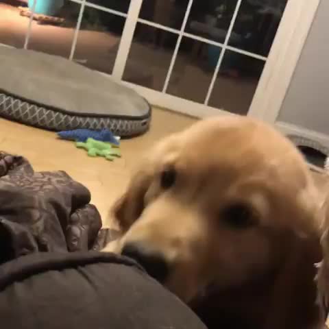 pupper is annoy