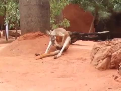 Masturbating Kangaroo