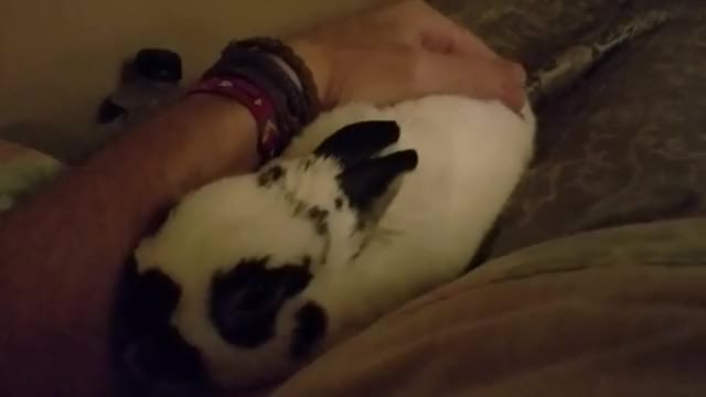 Lulu The Bunny cuddling with Daddy