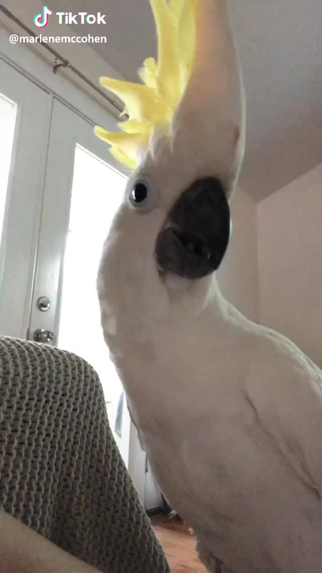 ? WHO DROPS BETTER, VINNY OR THAI? #dropdance #weirdpets #parrot #cockatoo #dancingbird