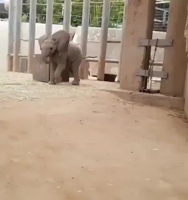 Baby elephant bravely charges a photographer