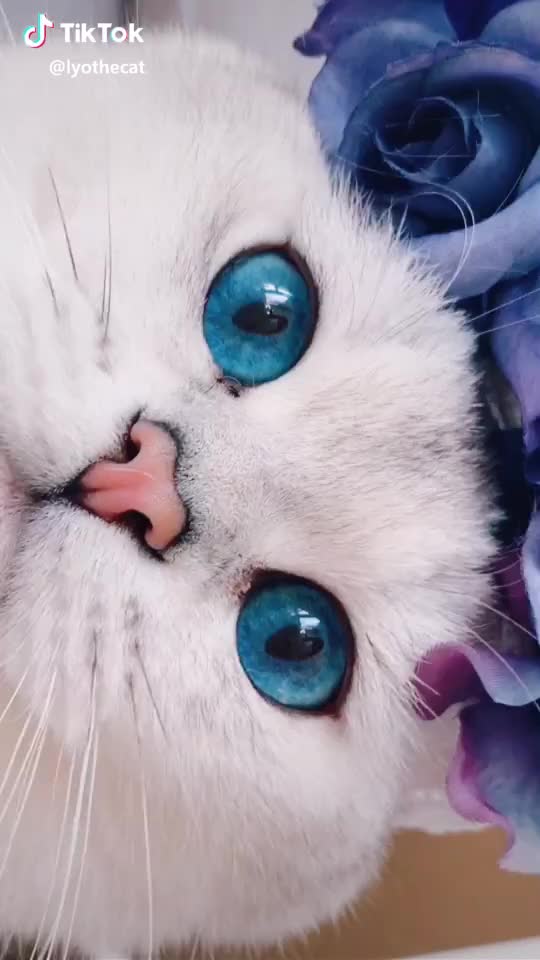 when a cat wears better eyeliner than u #oceaneyes #cutecat #foryou #foryoupage #viral