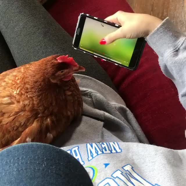 Bella plays video games at The Happy Herd
