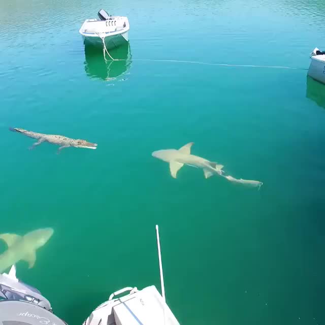 Sharks and a Crocodile swimming happily together ? X ? ⁣ ⁣⁣ ? Video by @jtux⁣⁣