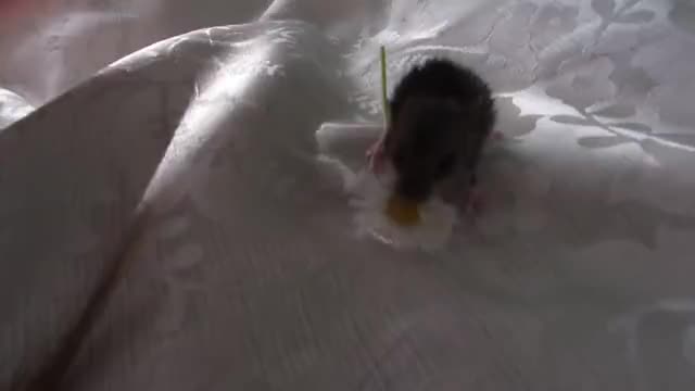 /r/MouseGifs