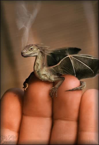 Baby Dragon