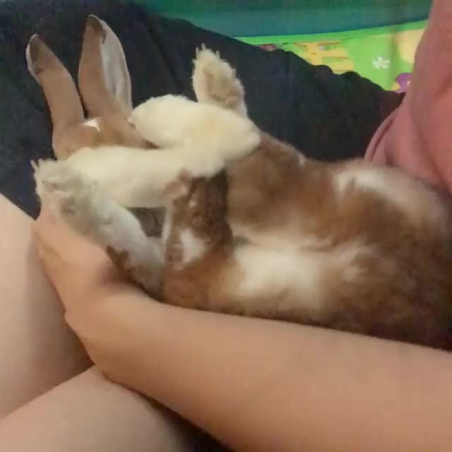 Video by puffyfluffybunniess