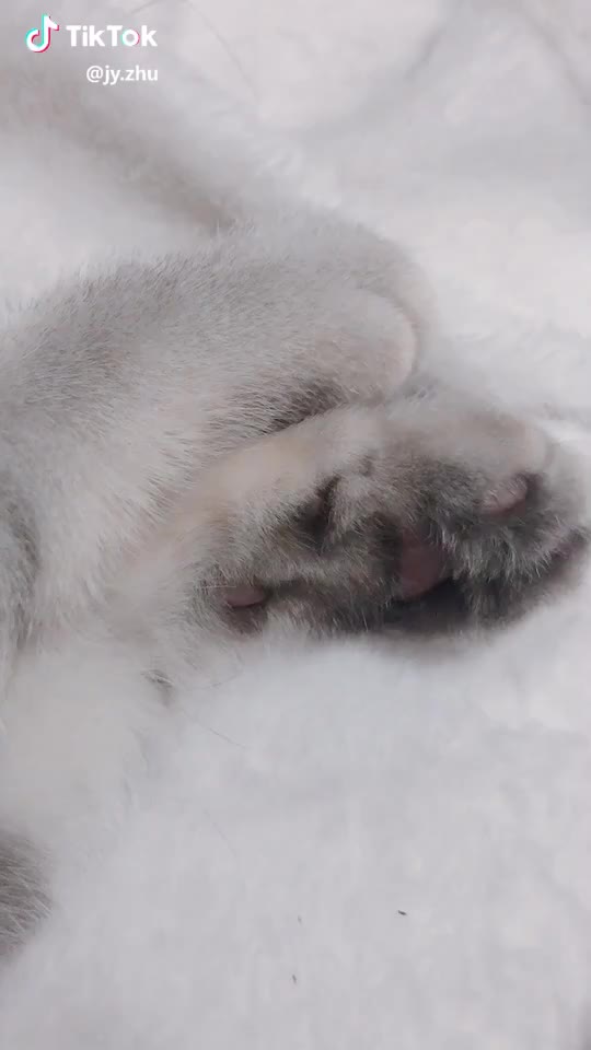 I do love my little family member. #sleepykitty #cat #kitty #cutekitty #britishshorthair