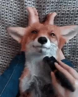 fox comfy