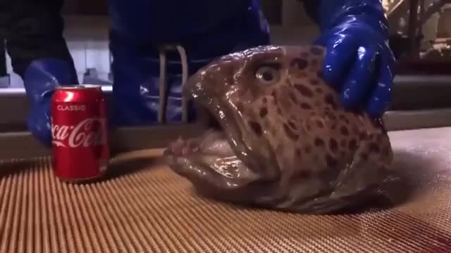 Head of a wolf eel that can bite and poison you even after the head is detached from