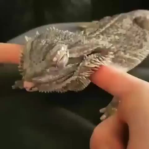 lizard massage