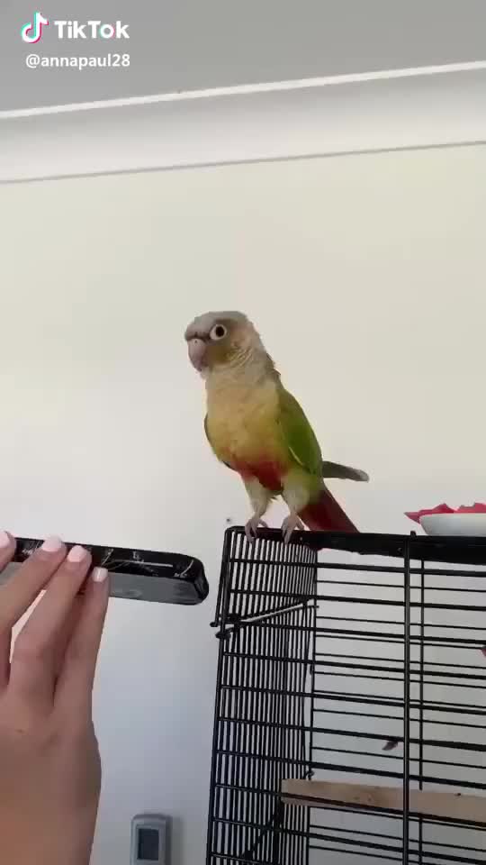 My Conure LOVESS dancing to 6ix9ine ? #parrot #bird #pet #6ix9ine #foryou #foryoupage