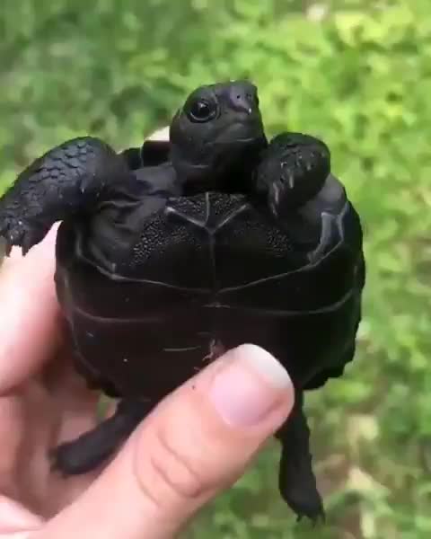 Galapagos tortoise hatchling is completely black (@crittetcatchermeg)