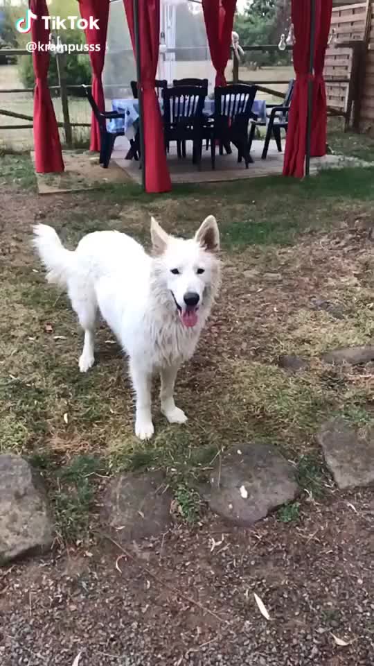  #slowmo #sasswar #pet #animaux #dog