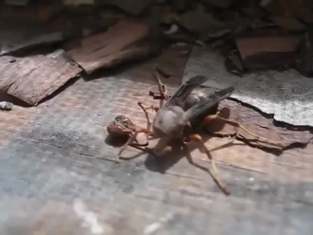 This decapitated Wasp cleaned it's wounds before flying away with it's own head