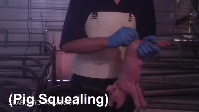 Piggy Castration ?