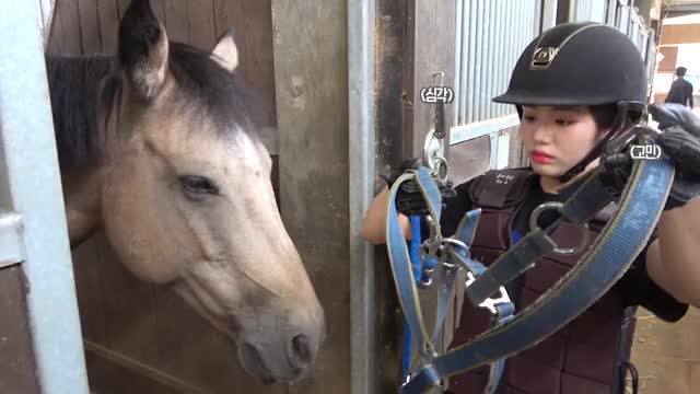 Jiwon trying to harness a horse