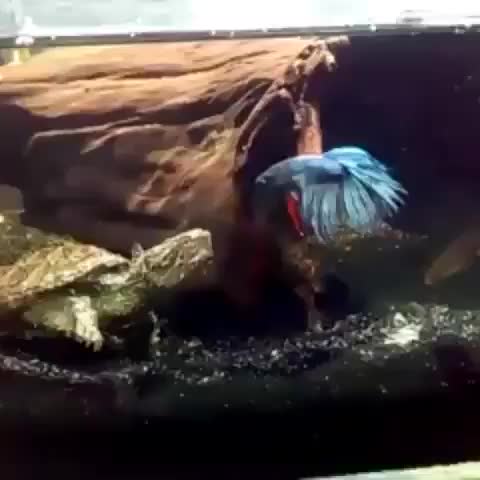 Snapping turtle about to eat betta fish