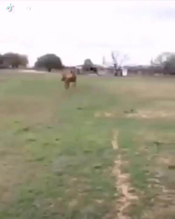 two friendly horses
