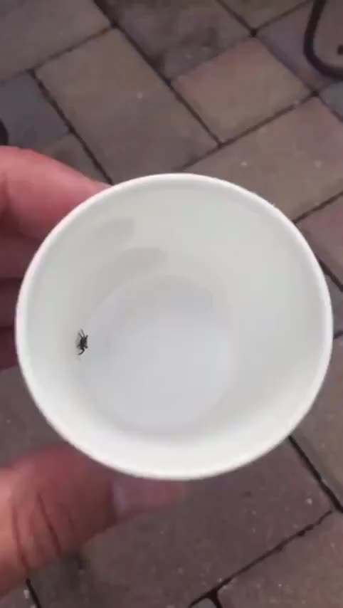 Releasing a spider back outside