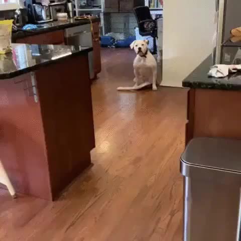 Doggo gets wheels