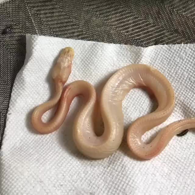 Ball python’s corpse being devoured by dermestid beetles (@thearticulatereptile)