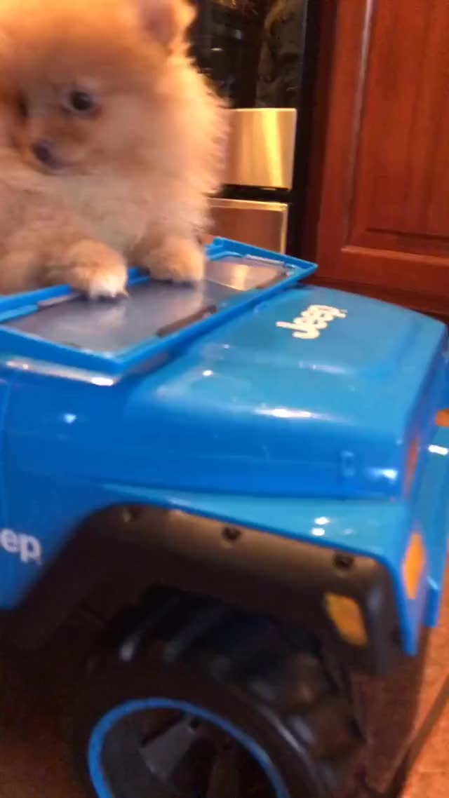 Pulling up in that Jeep! #pomeranians #puppy #cute #cutepuppy #like #dab #puppies
