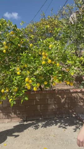 Picking lemons in my backyard with my friend on her birthday