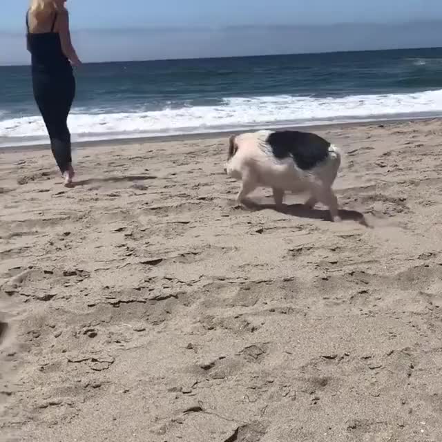 aww beach beach day cute ocean pig pigs sunny sunshine gif