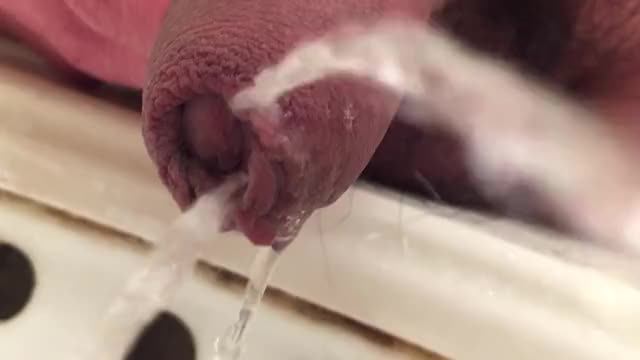 Close up foreskin piss