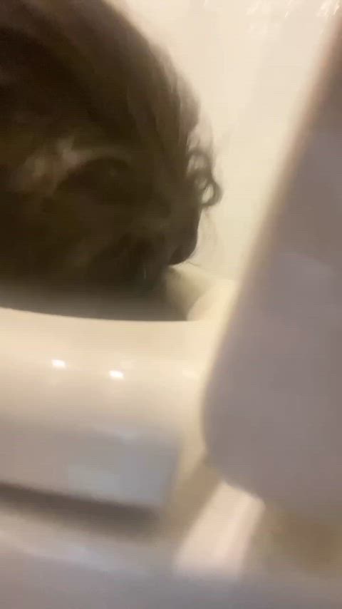 Drinking and spitting up toilet water like a good slave <3