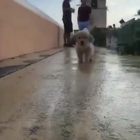 I literally can hear those HUGE steps!? . . Follow: @elite.doggo Follow: @elite.doggo