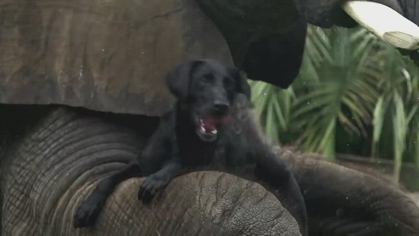 elephant and dog friendship