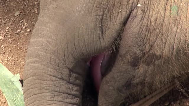 Lazy Baby Elephan Dok Rak Waking Up By The Herd During Nap Time